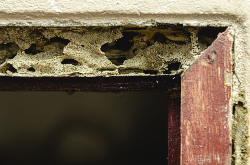 Timber Rot Repair Service
