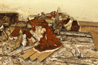 Dry Rot Remediation in Roswell, GA