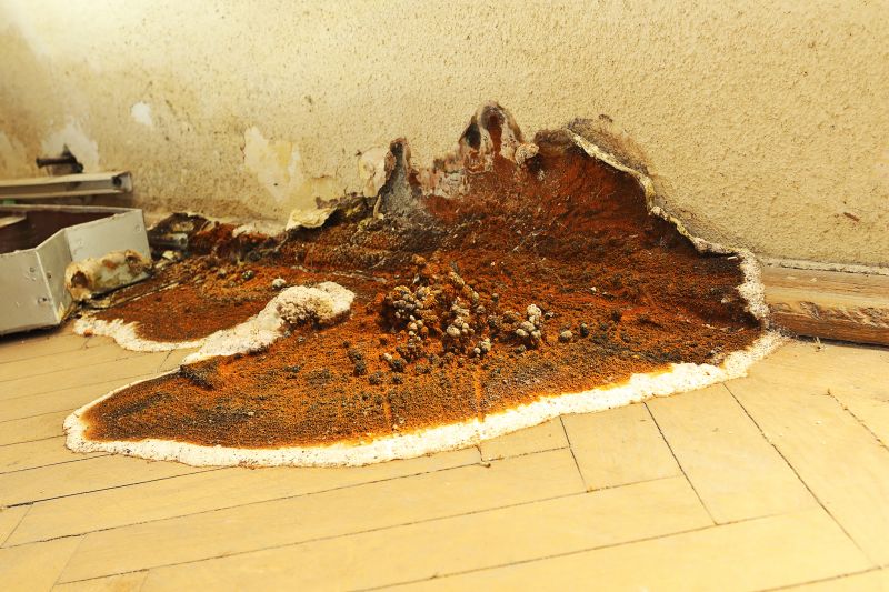 Dry Rot Repair in Boulder, CO