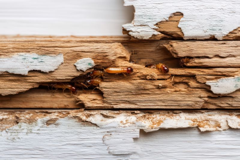 Pest Damage Repair in Kansas City, MO
