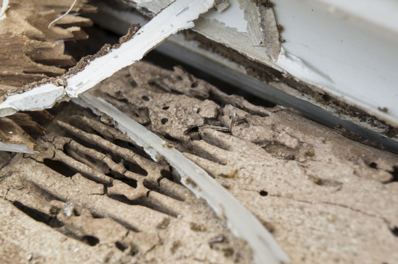 Pest Damage Repair in Conroe, TX