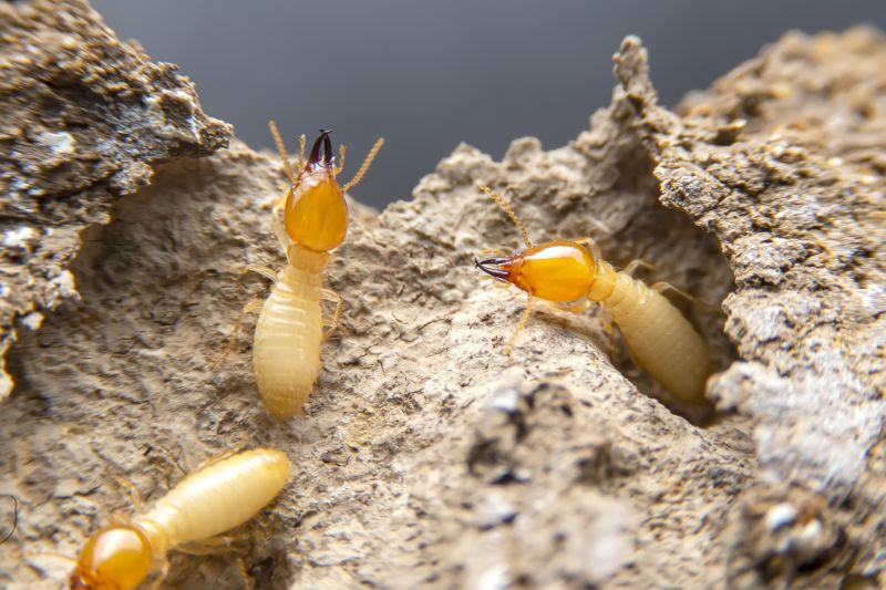 Termite Damage Restoration in Overland Park, KS