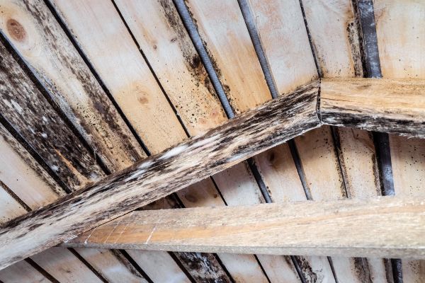 Grow your Timber Rot Repair business