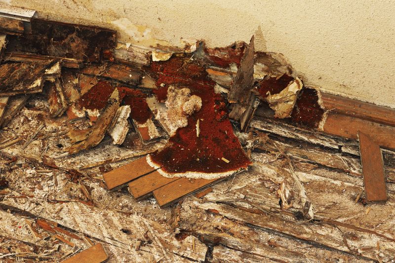 Dry Rot Remediation in Conroe, TX