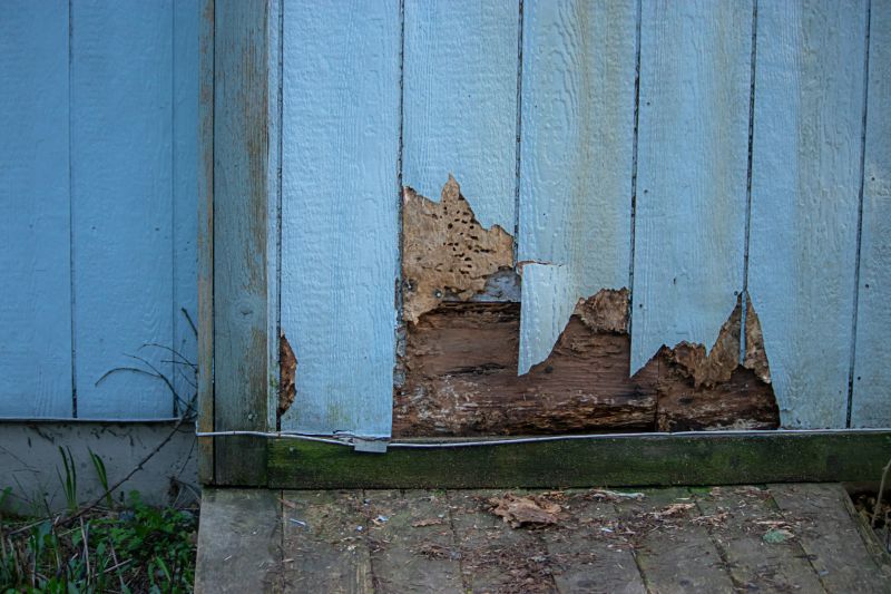 Pest Damage Repair in Kansas City, KS