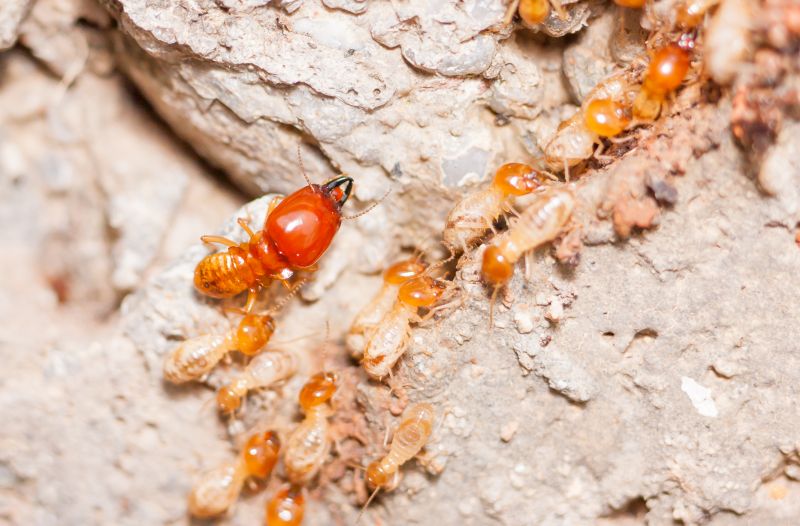 Termite Damage Restoration in Olathe, KS