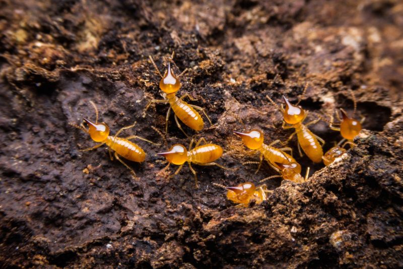 Termite Damage Restoration in Conroe, TX