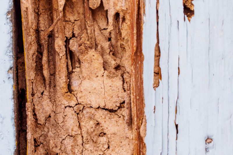 Timber Rot Repair
